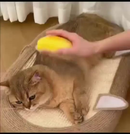 KIT 2 Escovas A Vapor 3 Em 1 Para Cães E Gatos De Estimação Remoção De Pêlos