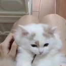 Vara Graveto Catnip Matatabi Limpa Dentes - Deixa o Gato Feliz