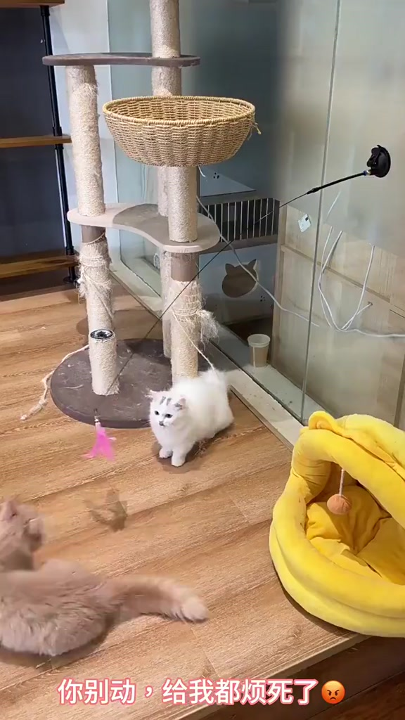 Brinquedo Varinha Gato Passaro Com Ventosa Fixa No Chao